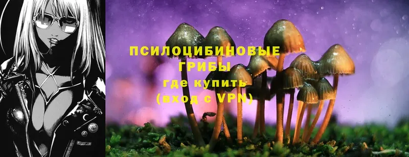 Галлюциногенные грибы Psilocybe  что такое   Вичуга 